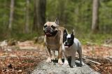 BOULEDOGUE FRANCAIS 1060